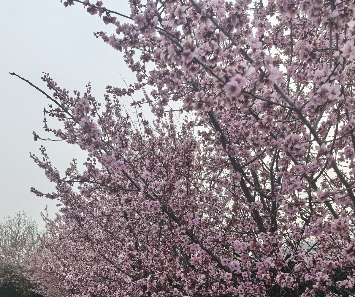 又是一年春来到，起重安全要记牢